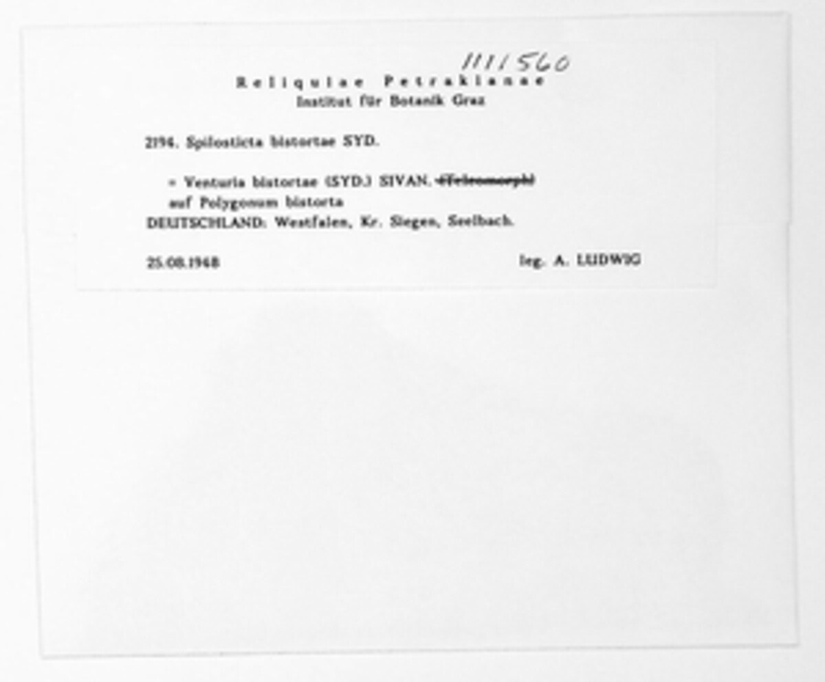 Venturia bistortae image